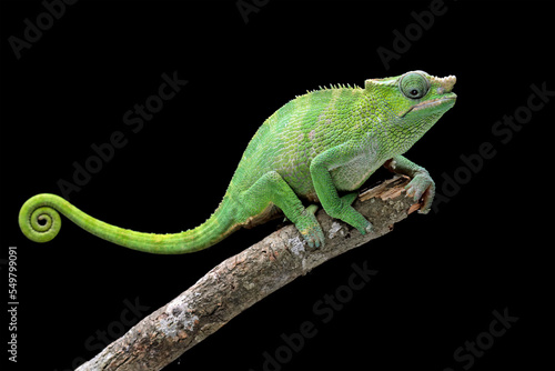 female fischer chameleon isolated on black background, animals close-up