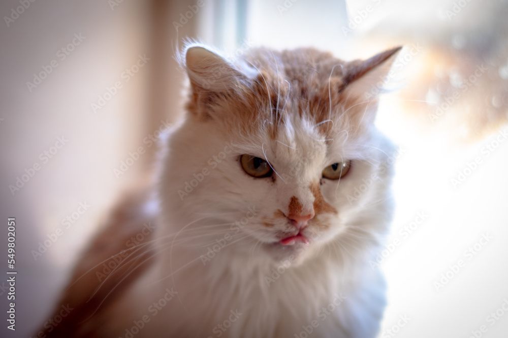portrait of a cat portrait of a cat