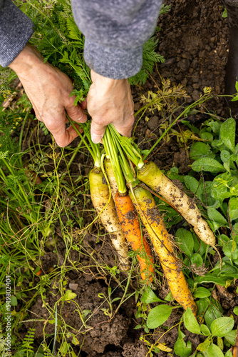 The market gardener harvests organic carrots of different colors by hand