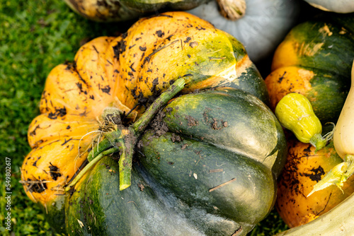 autumn harvest of various squash from the Cucurbitaceae family photo