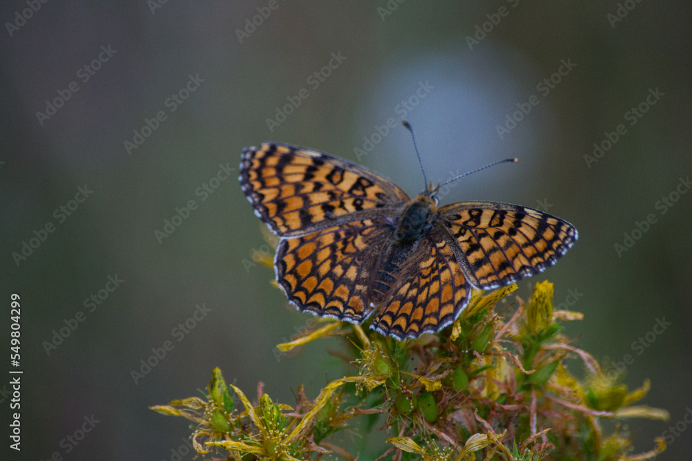 Obraz premium Papillon