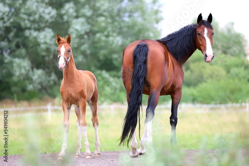 Print op canvas chestnut foal with bay mare on the background of bushes