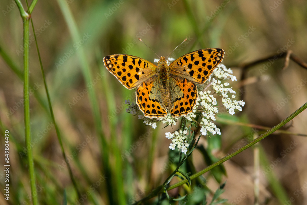 Papillon Papillon