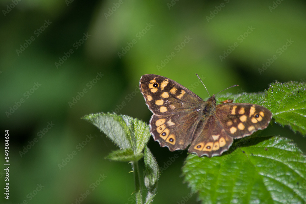 Papillon Papillon