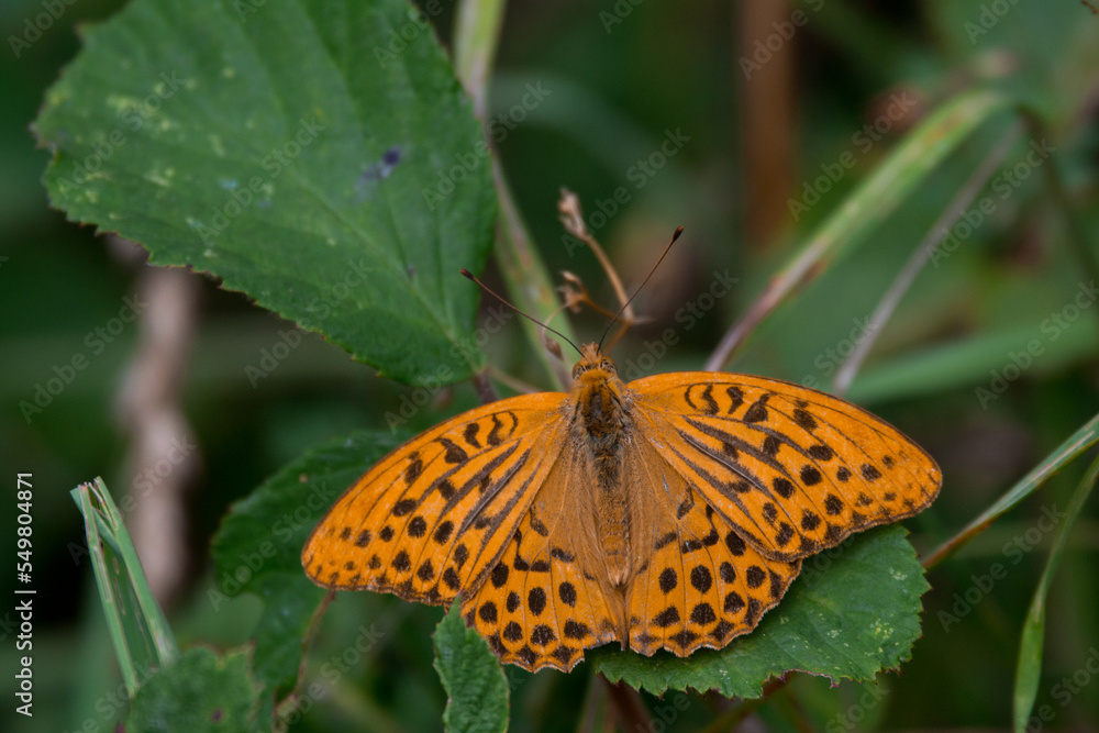 Papillon Papillon