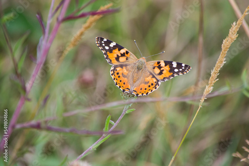 Papillon © francois