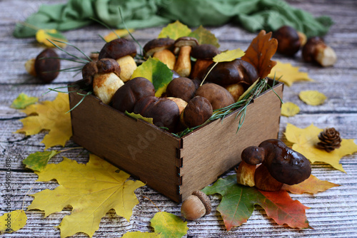 Forest mushrooms in a wooden box and autumn foliage on a rustic background