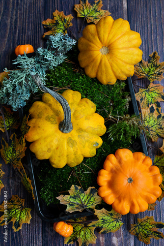 vertical composition. Bright orange squash and zucchini in green moss