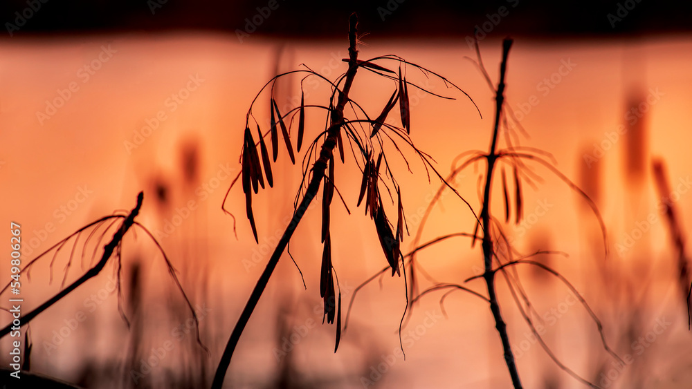 Silhouette of seeds on ash branches at sunset. Selective focus. Silhouette of seeds on ash branches at sunset. Selective focus.