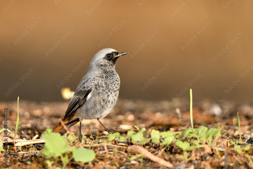  colirrojo tizón macho (Phoenicurus ochruros)​ comiendo en el  suelo del parque. Marbella Andalucía España