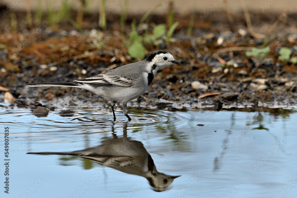 lavandera blanca o aguzanieves bebiendo bañándose y comiendo en el estanque del parque (Motacilla alba). Marbella Andalucía España lavandera blanca o aguzanieves bebiendo bañándose y comiendo en el estanque del parque (Motacilla alba). Marbella Andalucía España