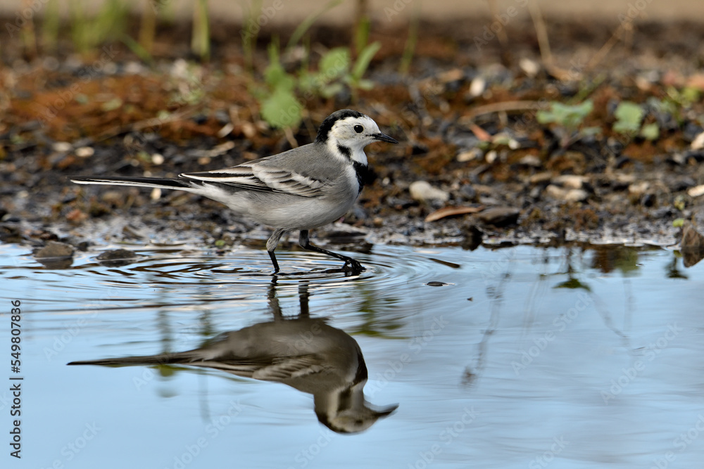 lavandera blanca o aguzanieves bebiendo bañándose y comiendo en el estanque del parque (Motacilla alba). Marbella Andalucía España lavandera blanca o aguzanieves bebiendo bañándose y comiendo en el estanque del parque (Motacilla alba). Marbella Andalucía España