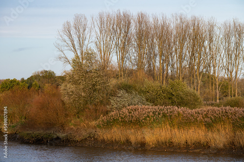 Golden autumn colors at the banks of the river Scheldt, Berlare, Belgium