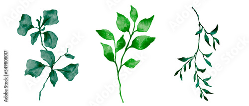 Set of botanical elements  branches with foliage in a watercolor style.Vector graphics.