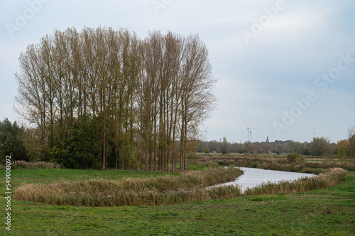 Trees, wild grasses and vegetation in the natural floodplain of the River Scheldt, Kalken, Belgium photo