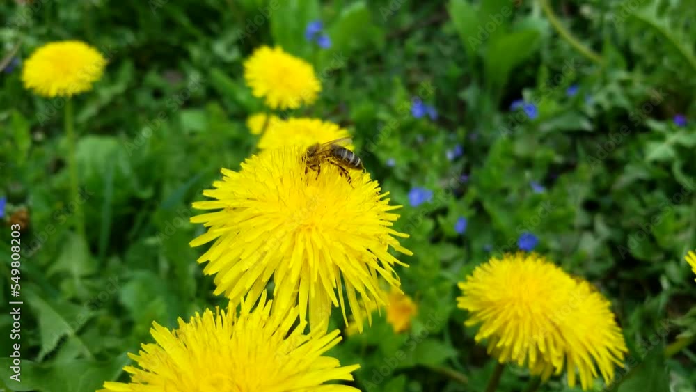 Bee Dandelion. Yellow flower. Alternative medicine. Bee sits on a yellow dandelion and collects flower nectar for honey Bee Dandelion. Yellow flower. Alternative medicine. Bee sits on a yellow dandelion and collects flower nectar for honey