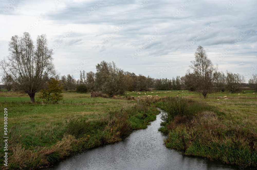 Swamp and natural flood zone with a creek of the River Scheldt, Berlare, Belgium