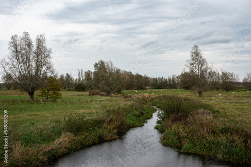 Swamp and natural flood zone with a creek of the River Scheldt, Berlare, Belgium