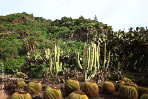 View in the Canary Botanic Garden Viera y Clavijo in the north of Gran Canaria
 photo