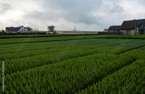 Green field of cultivated pine trees, Dendermonde, Belgium