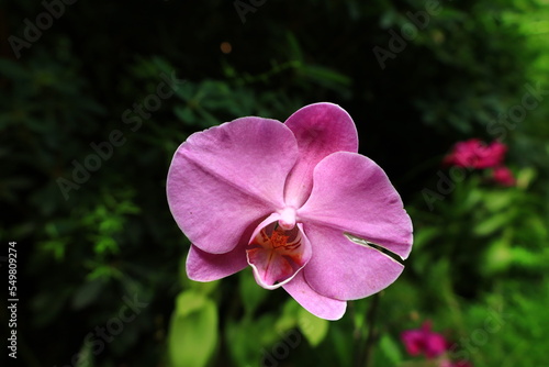 View on a flower in a Park in the south of Gran Canaria