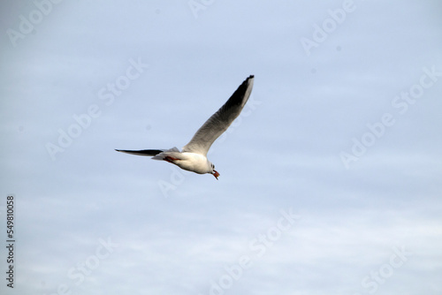 Fortfliegende Lachm  we  Larus ridibundus  mit Mirabelle im Schnabel