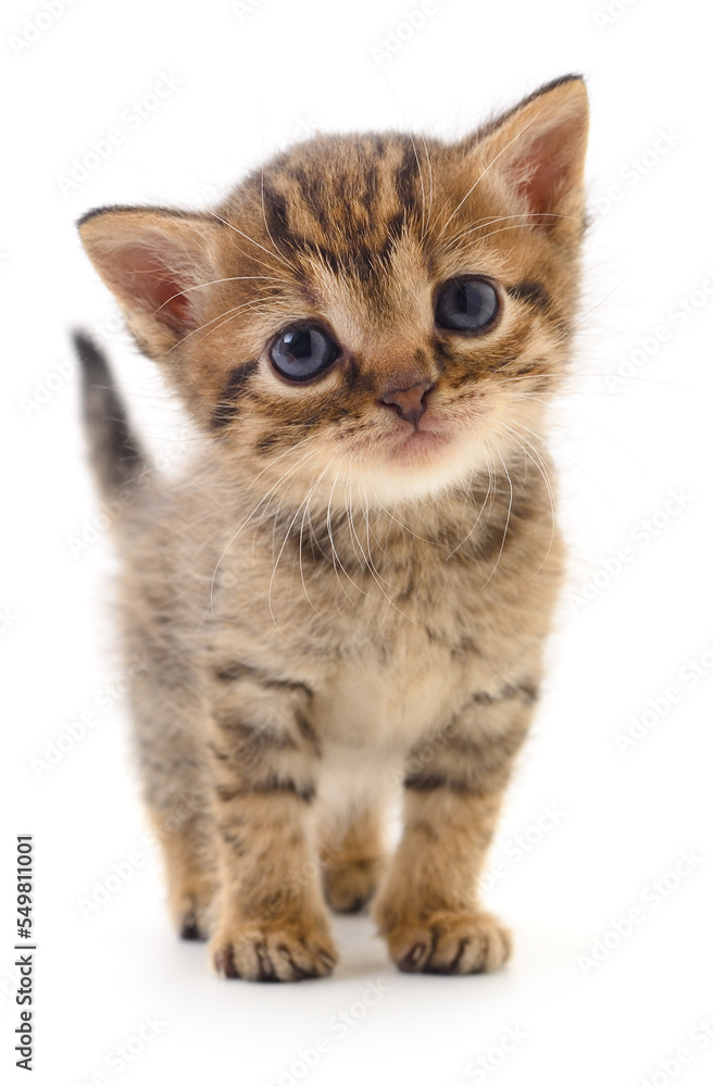 Kitten on white background. Kitten on white background.