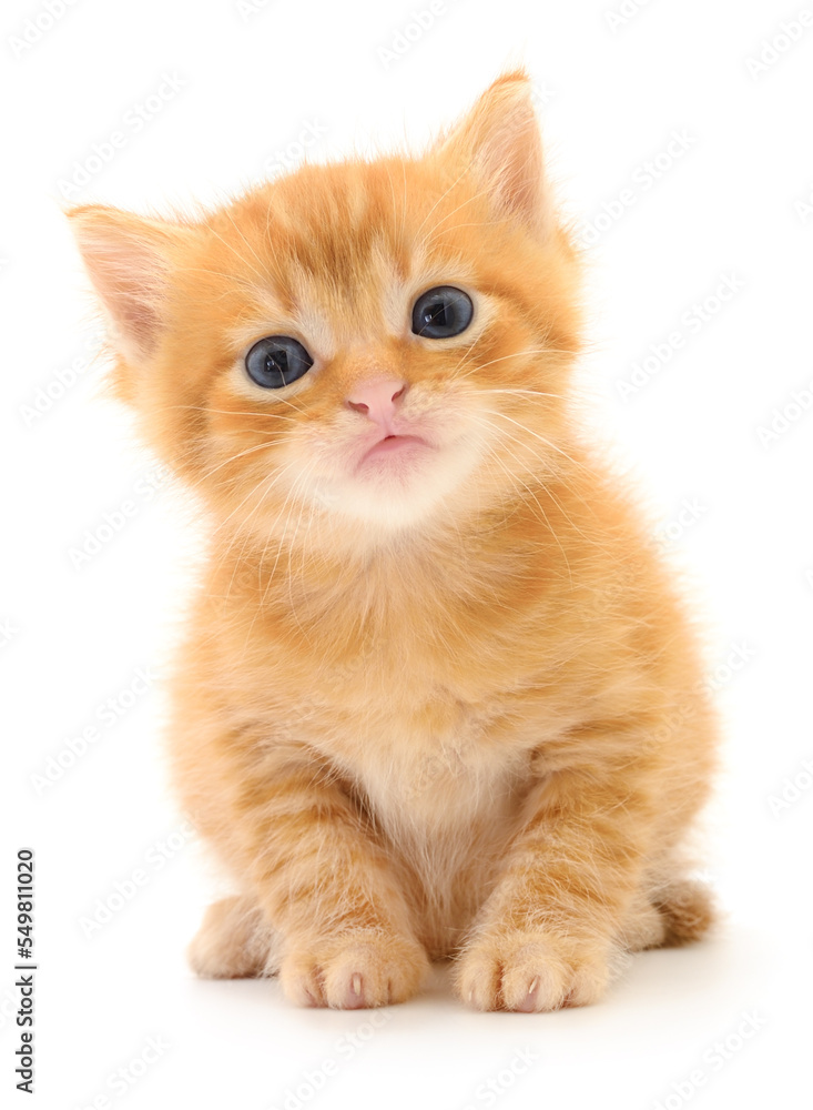 Kitten on white background.