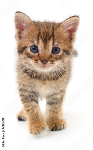 Kitten on white background.