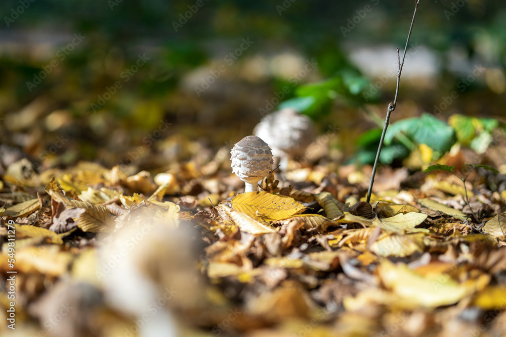 The parasol mushroom in the forest in autumn season. Yellow leaves on the background. Macrolepiota procera, Close-up The parasol mushroom in the forest in autumn season. Yellow leaves on the background. Macrolepiota procera, Close-up