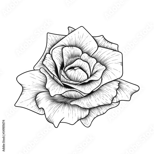 Hand drawn line art rose flower illustration isolated on white background 