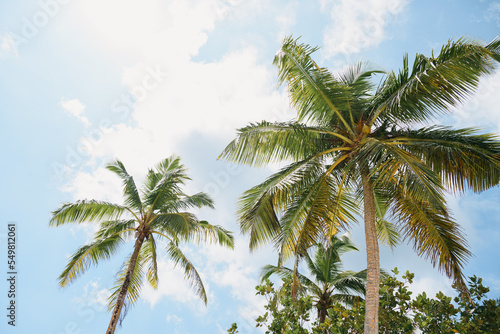 Tall palm trees against blue sky. Summer background