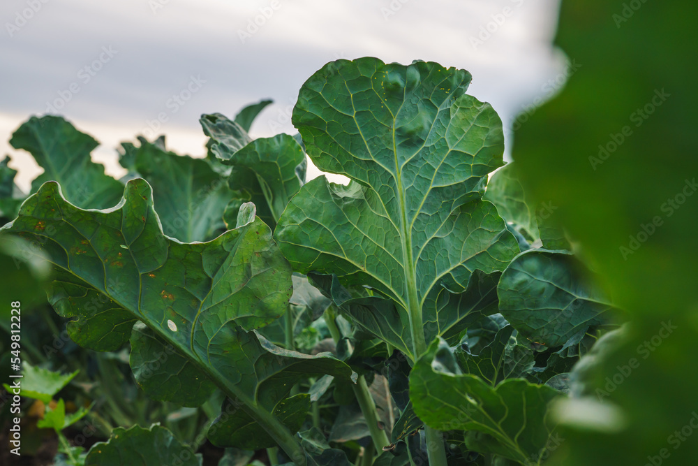 Agricultural field of cabbage plants. Young green cabbage in a row, selective focus. Santa Barbara County, CA Agricultural field of cabbage plants. Young green cabbage in a row, selective focus. Santa Barbara County, CA