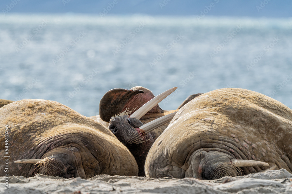 The walrus seahorse walking on its teeth, resting on the beach, Wildlife scene.. One of the largest representatives of pinnipeds. The walrus seahorse walking on its teeth, resting on the beach, Wildlife scene.. One of the largest representatives of pinnipeds.