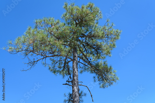 Green foliage of pine tree against blue sky on summer sunny day, Torcas de Palancares and Tierra Muerta natural monument, Cuenca, Spain photo