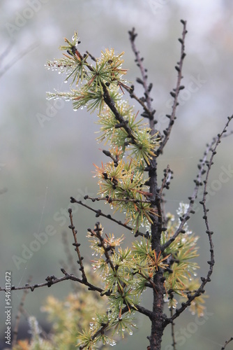 wallpaper with larch branch with rain drops