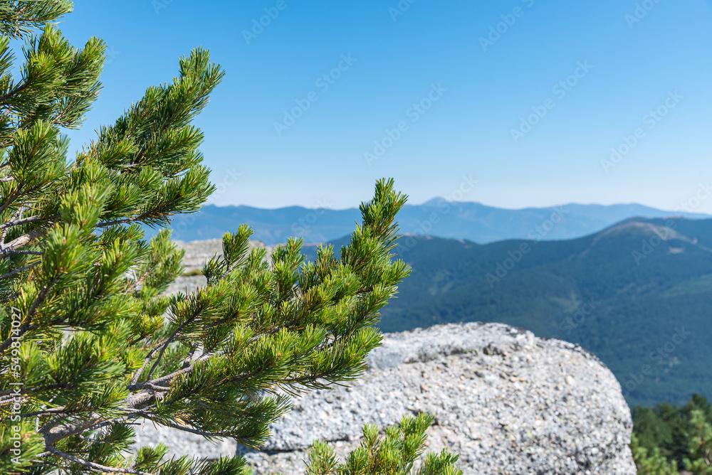 Close up view of green pine branch against high greenery mountains and blue sky at daylight, Neila Lagoons Natural Park, Burgos, Spain Close up view of green pine branch against high greenery mountains and blue sky at daylight, Neila Lagoons Natural Park, Burgos, Spain
