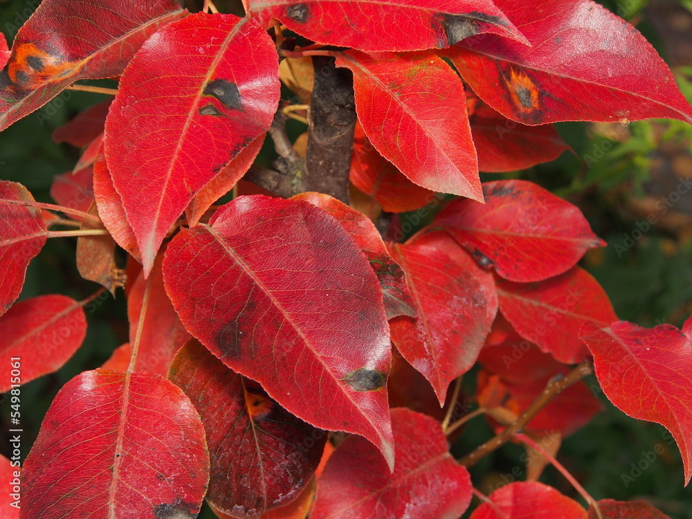 Autumn, red leaves on a pear branch, on a dark background of falling asleep nature, macro photography. Autumn nature, close-up on a blurry dark background.