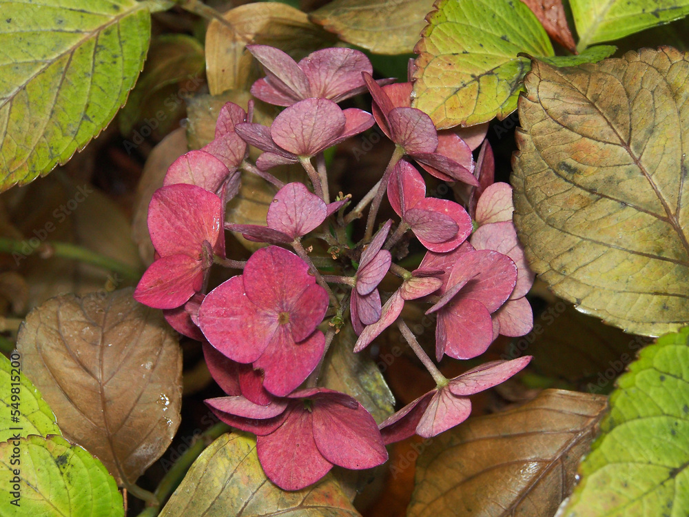 Hydrangea, a beautiful perennial flower, against a background of green and brown leaves, macro photography. Autumn nature, close-up on a blurry green background.