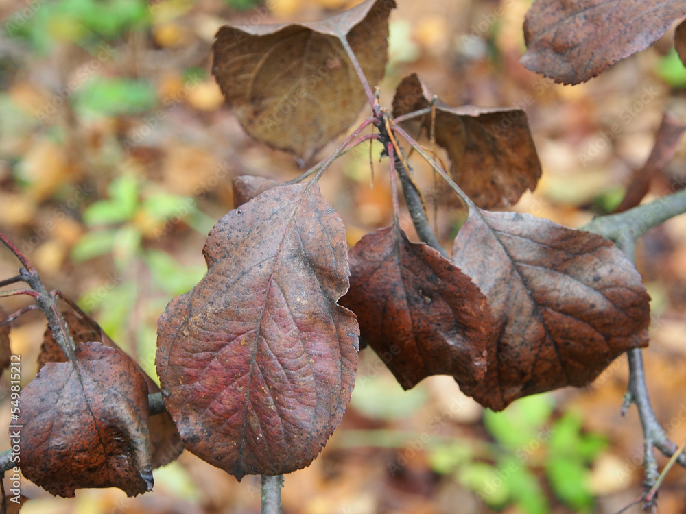 Autumn, dead leaves on a branch, against the background of falling asleep nature, macro photography. Autumn nature, close-up on a blurry green background.