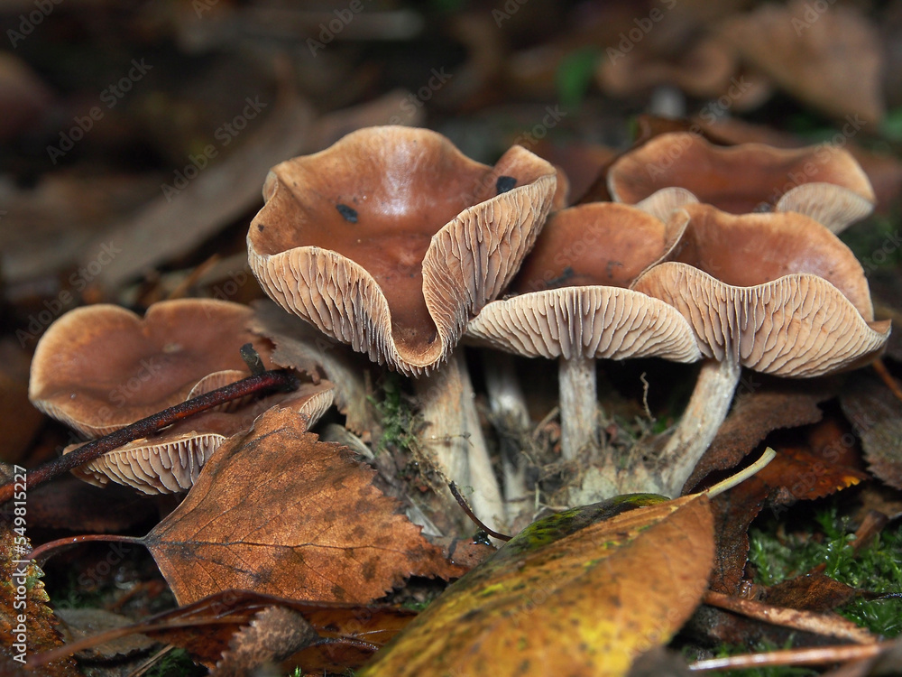 Hallucinogenic poisonous mushroom (Psilocybe cyanescens), late autumn. Mushroom colony, close-up, macro photography, diversity of nature.