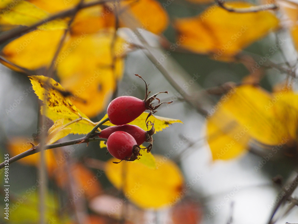 Rosehip, a bunch of bright red berries on a blurry background. Autumn colors, ripe juicy berries full of vitamins.