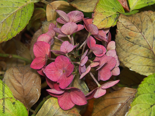 Obraz na płótnie Hydrangea, a beautiful perennial flower, against a background of green and brown leaves, macro photography. Autumn nature, close-up on a blurry green background. w salonie