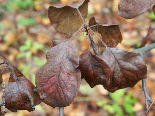 Obraz na płótnie Autumn, dead leaves on a branch, against the background of falling asleep nature, macro photography. Autumn nature, close-up on a blurry green background. w salonie