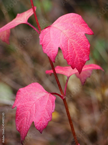 Obraz na płótnie Beautiful, carved viburnum leaves, on a green, blurred background, early autumn. Red foliage of viburnum, close-up, medium plan. w salonie