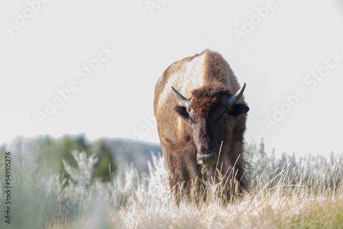 Young American bison bull walking through sagebrush in Theodore Roosevelt National Park near Madora, ND, USA photo