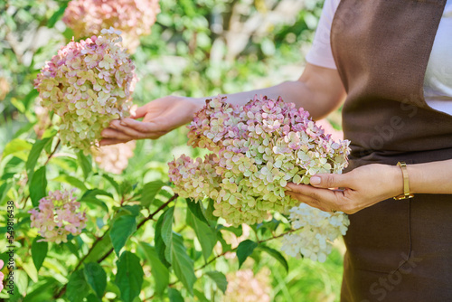 Branches with blooming panicled hydrangea, woman's hands touching flowers