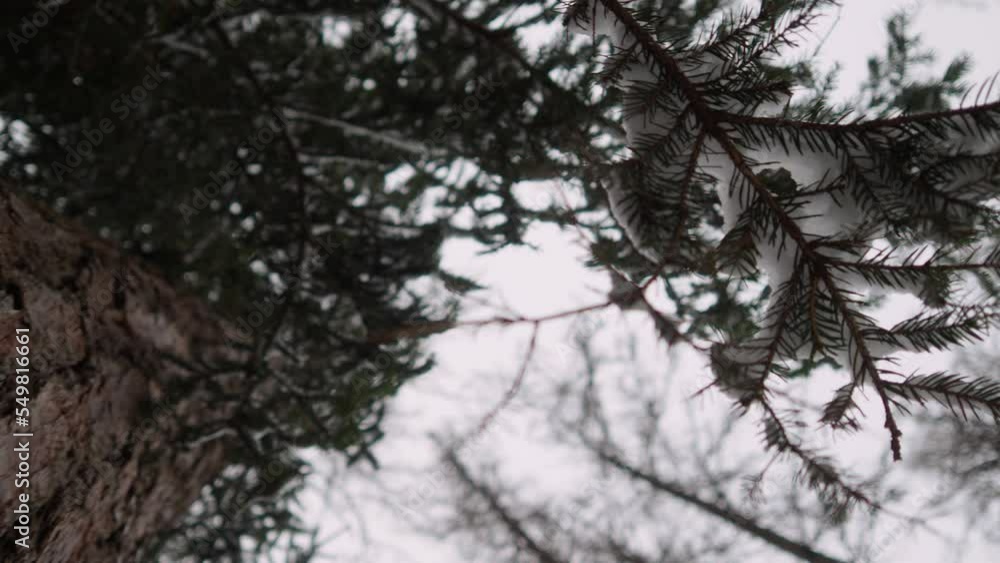 Winter pine forest. Atmospheric view from the bottom up on the branches and trunks of pine trees. Soft focus. Winter pine forest. Atmospheric view from the bottom up on the branches and trunks of pine trees. Soft focus.