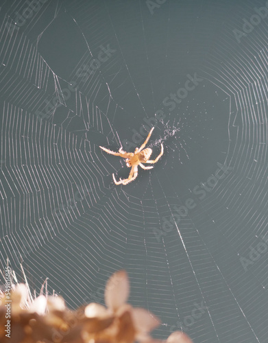 toile araignée