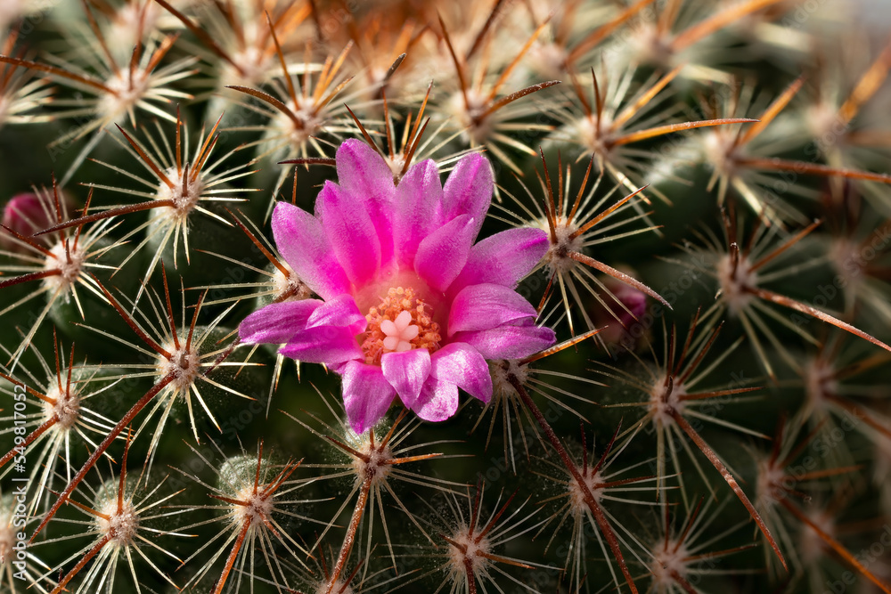 Fototapeta premium Small pink cactus - Mammillaria species - flower, closeup macro detail